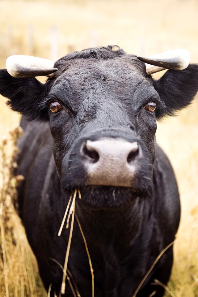 Animal Cattle Close