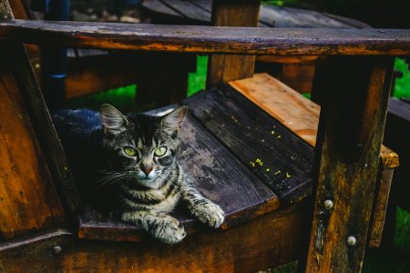 Adorable Animal Photography
