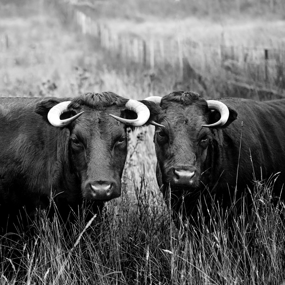 Agriculture Animals Black
