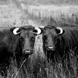 Agriculture Animals Black