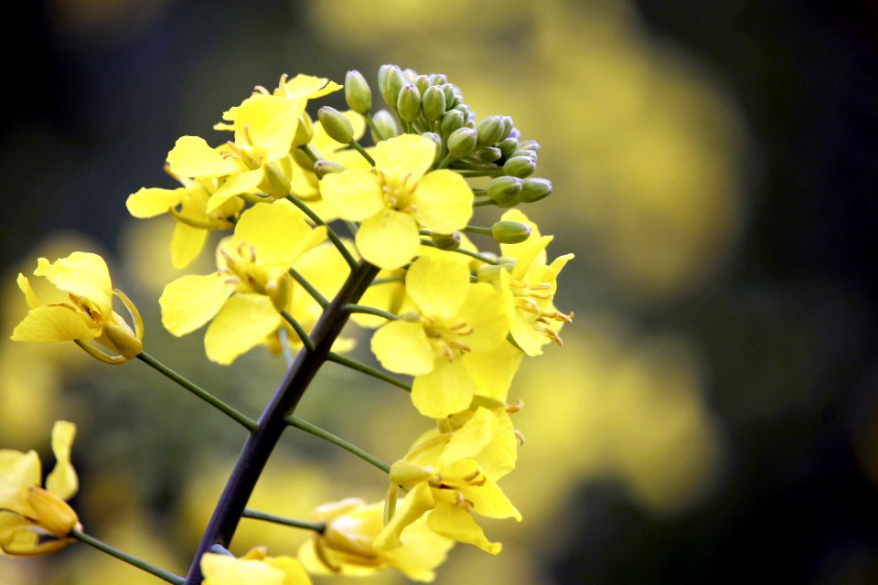Beautiful Bloom Blooming