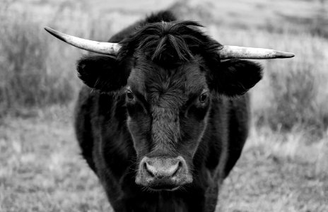 Animal Black And
