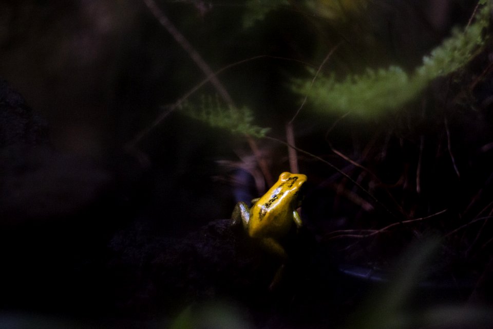 Amphibian Animal Photography