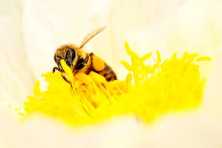 Bee Blooming Blossom