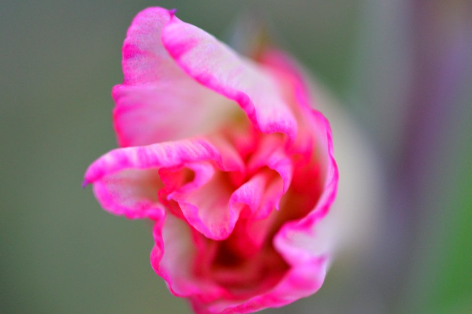 Beautiful Bloom Blooming