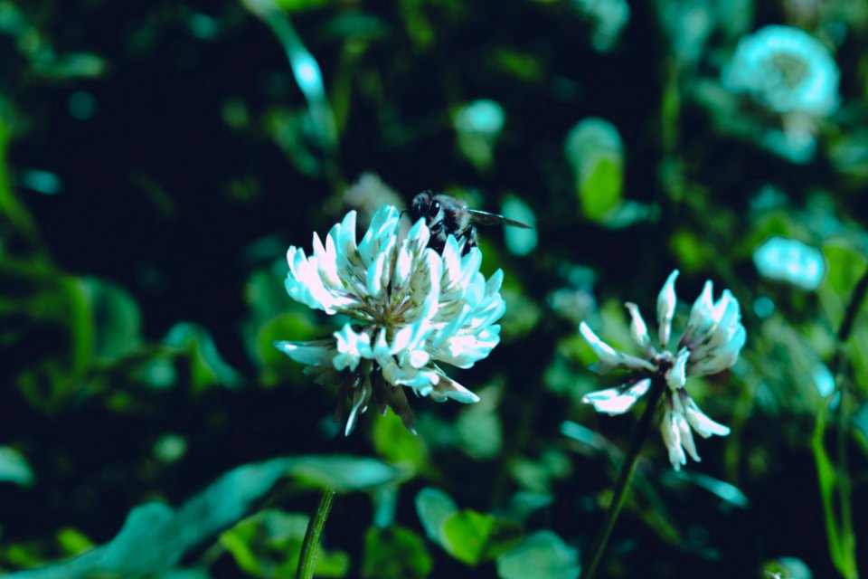 Bee Bloom Blooming