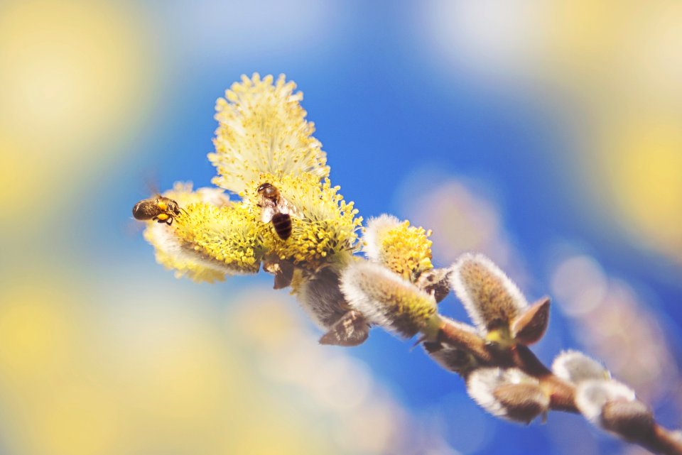 Bees Blur Close-up