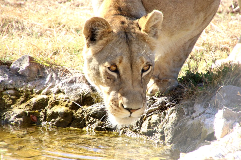 Animal Animals Barbaric