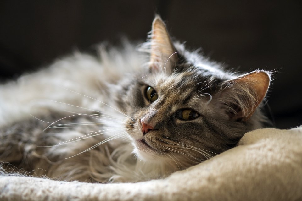 Adorable Animal Photography