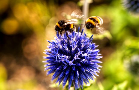 Animal Bees Bloom