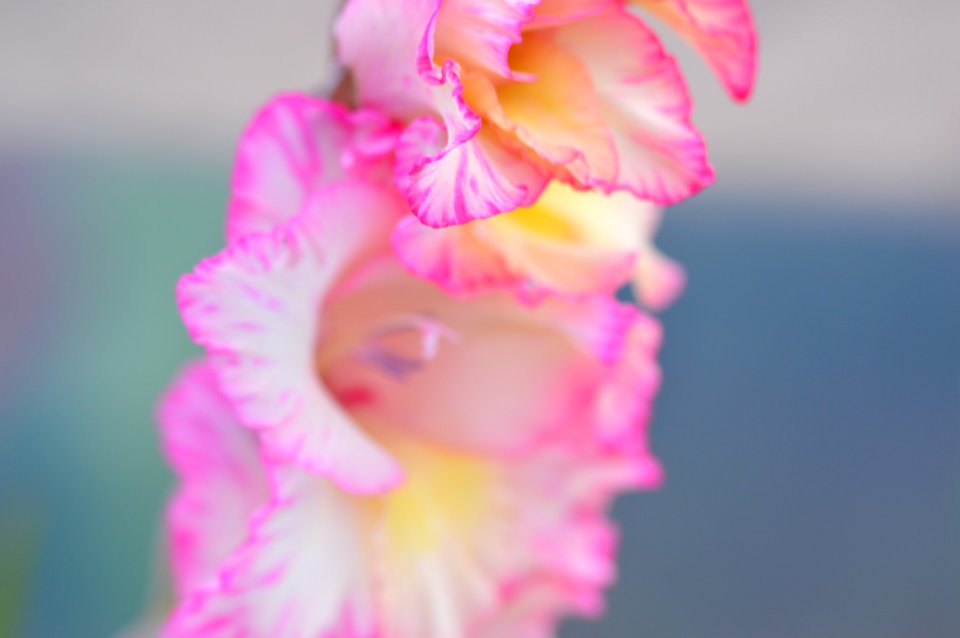 Beautiful Bloom Blooming