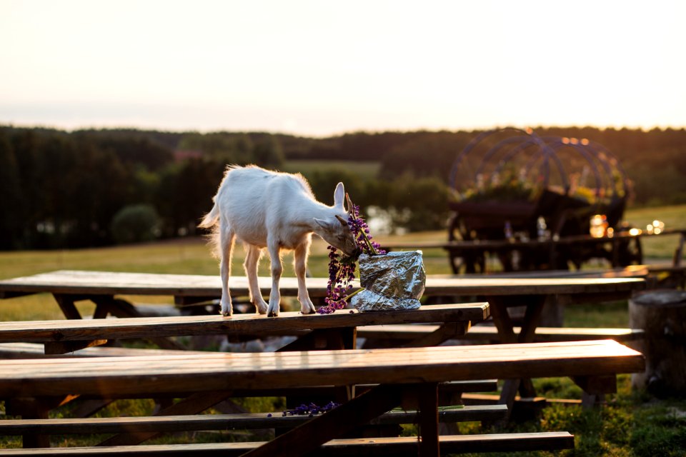 Animal Benches Blur
