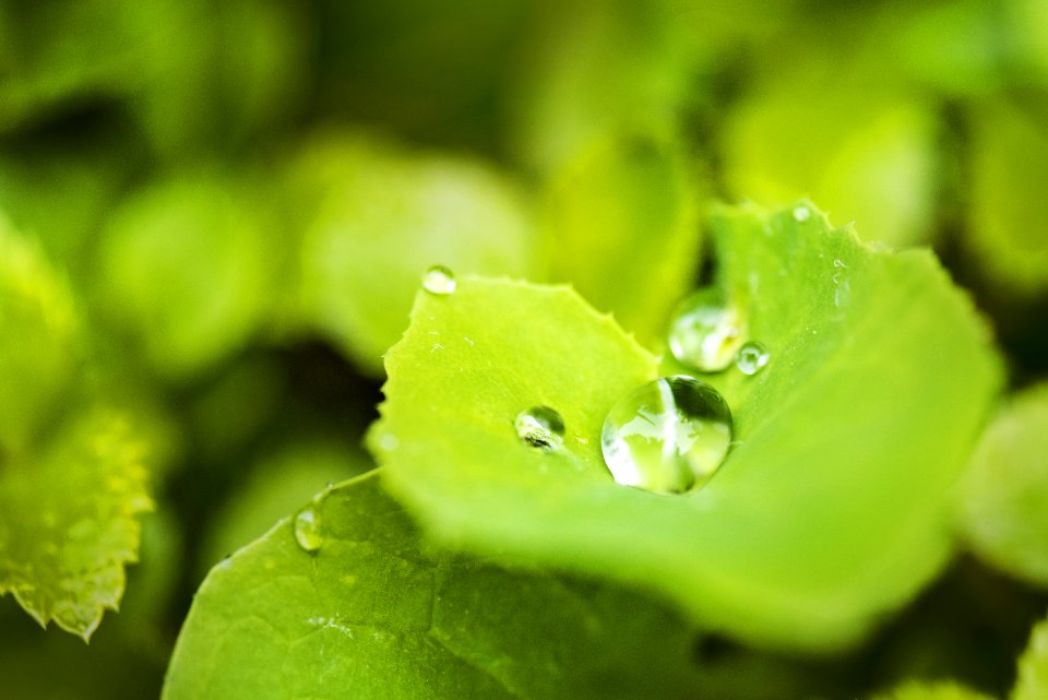 Close-up Dew Dewdrop