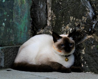 Animal Portrait Cat photo