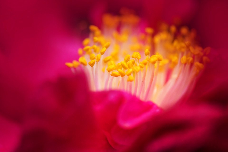 Beautiful Blossom Blur