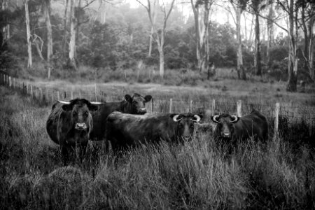 Agriculture Animal Black-and-white photo