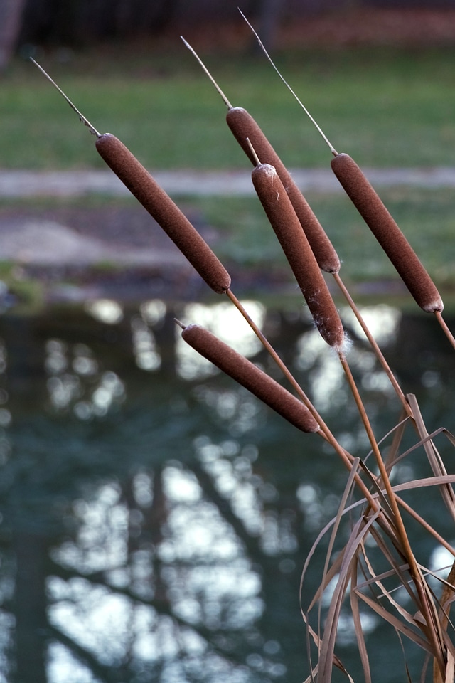 Bog plants phragmites communis water