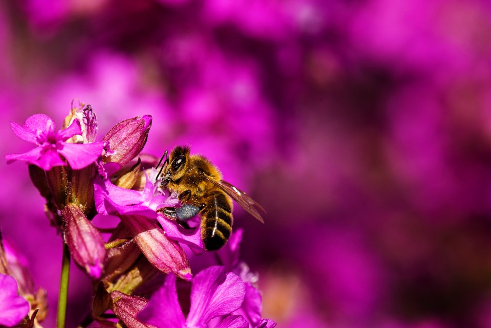 Beautiful Flowers Bee