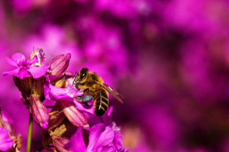 Beautiful Flowers Bee photo