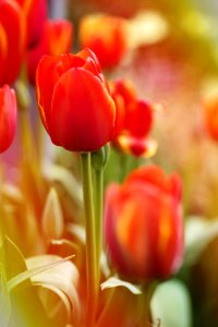 Beautiful Flowers Bloom