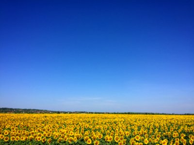 Agriculture Blooming Blossom