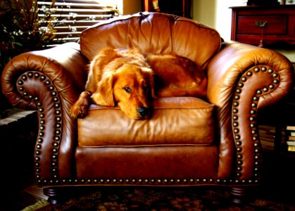 Canine Chair Cushion