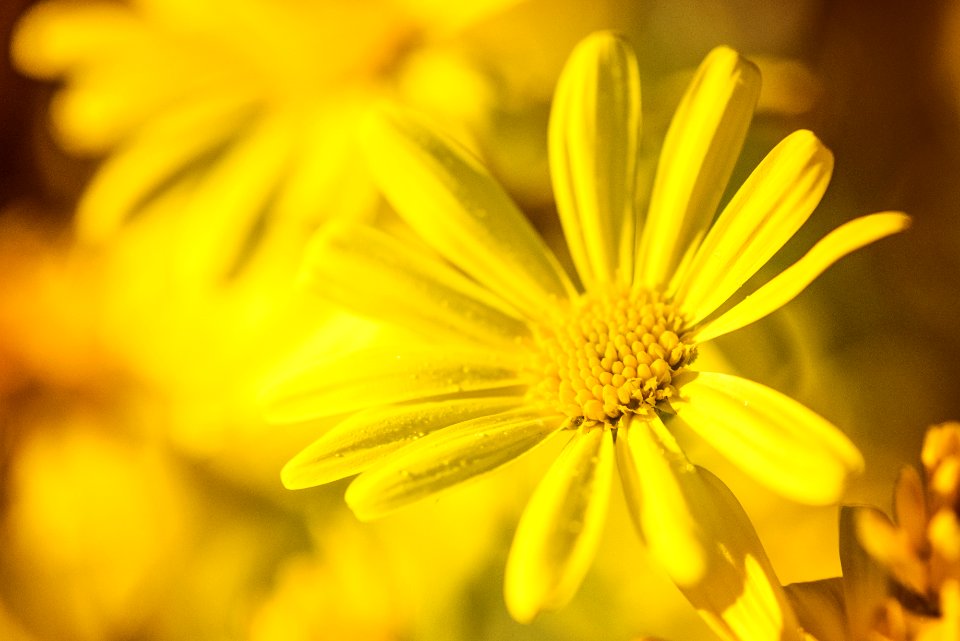 Beautiful Flowers Bloom