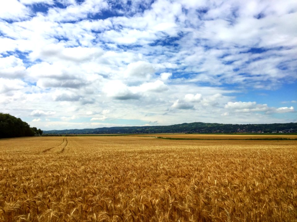 Agriculture Blue Sky