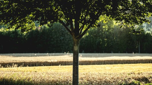 Agriculture Cropland Crops