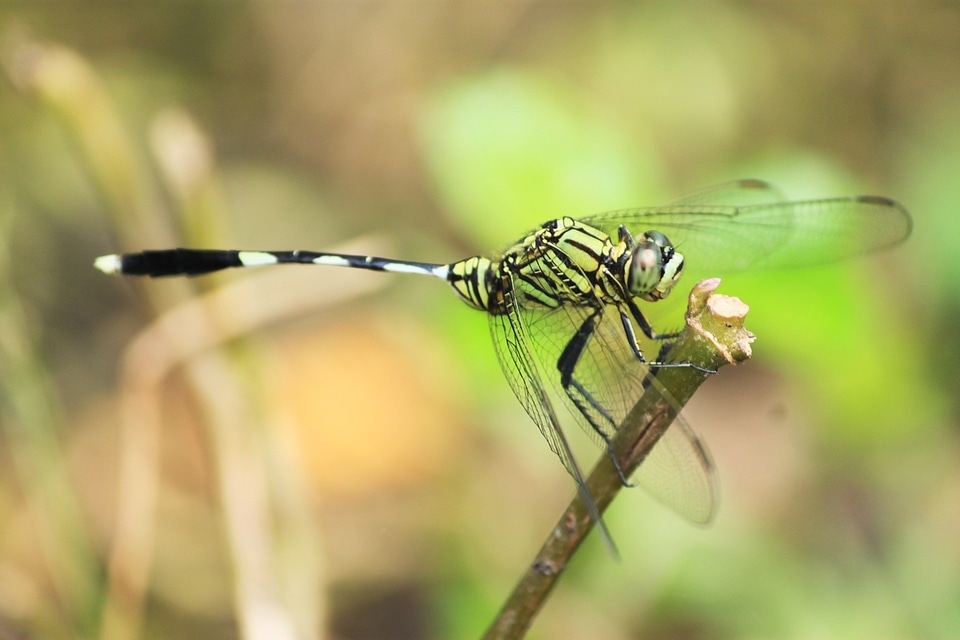 Dragonfly kebo dragonfly insects