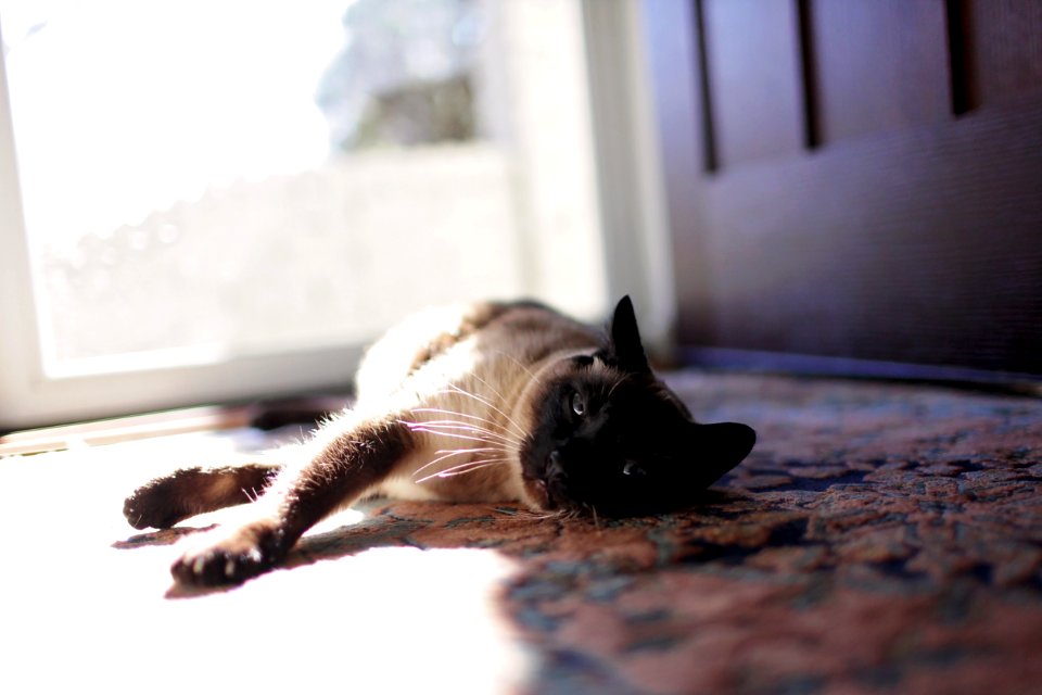 Animal Photography Blur