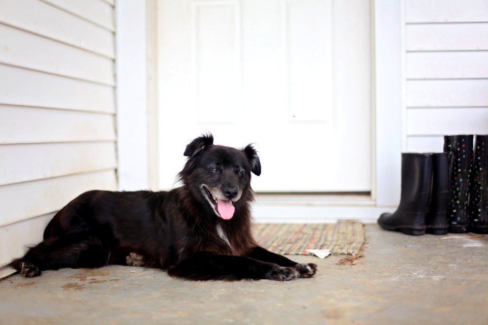 Animal Photography Boots