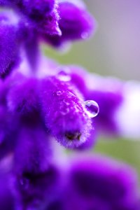 Beautiful Flowers Bloom