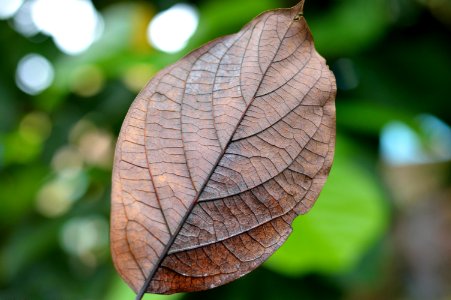 Autumn Brown Close-up photo