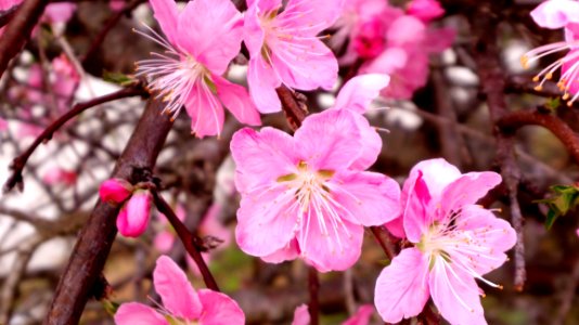 Beautiful Bloom Blooming
