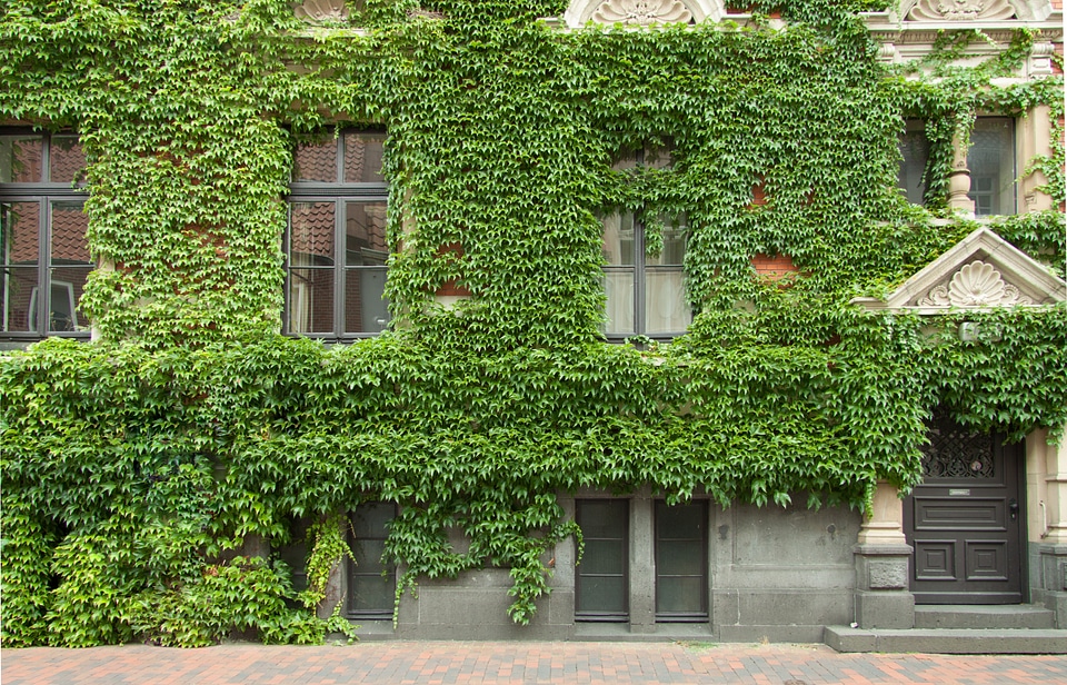 Window fouling wine