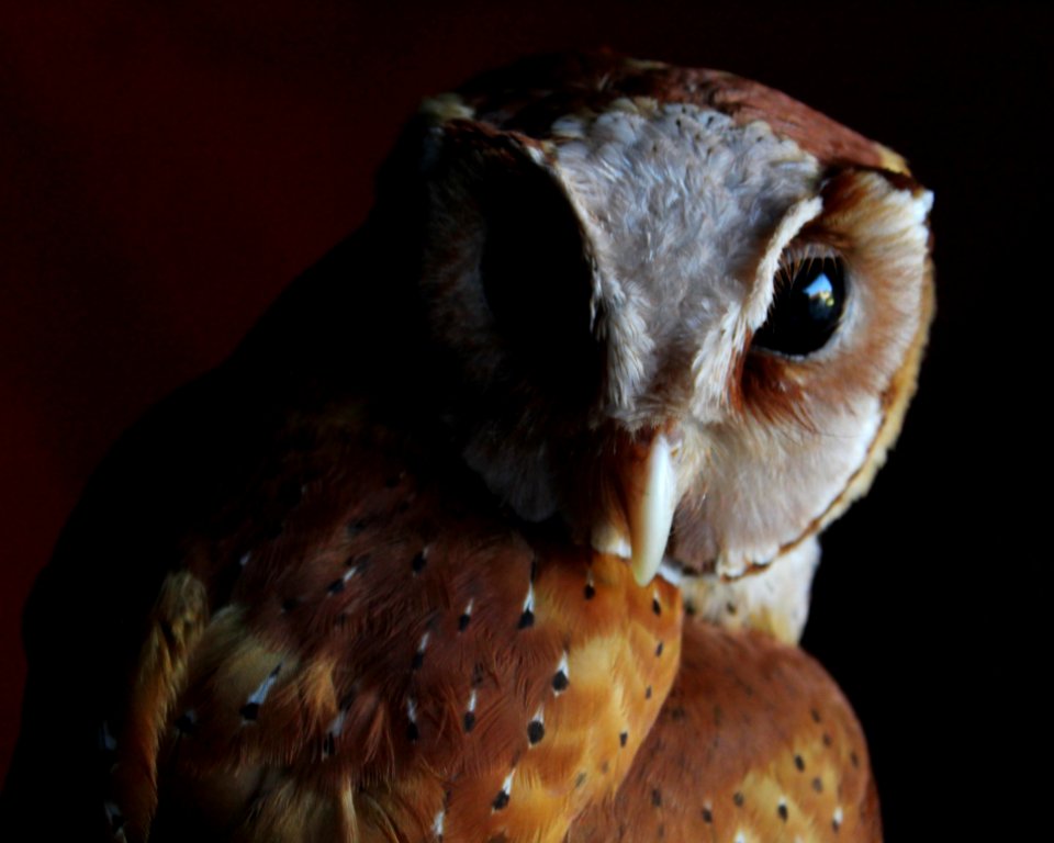 Animal Avian Beak