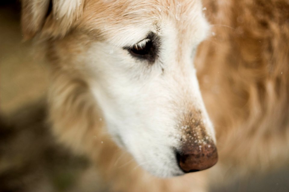 Animal Photography Blur