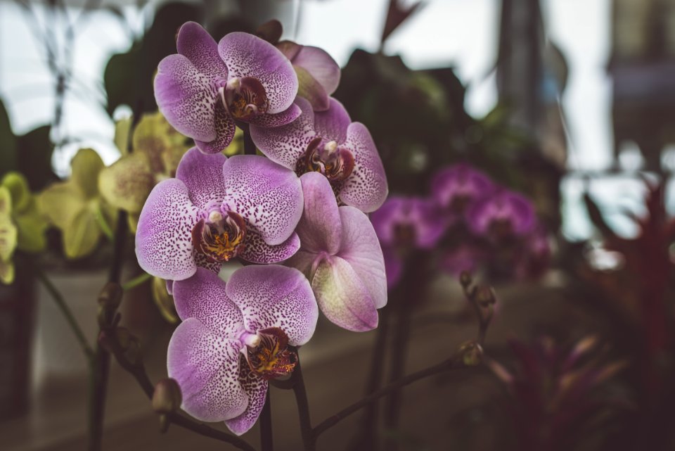 Background Beautiful Bloom
