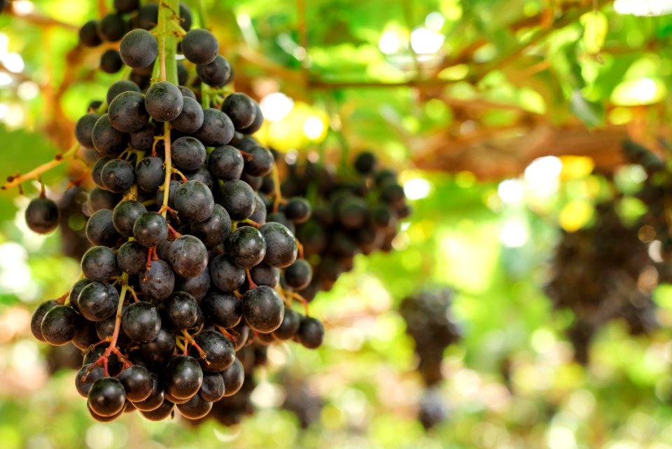 Agriculture Background Branches