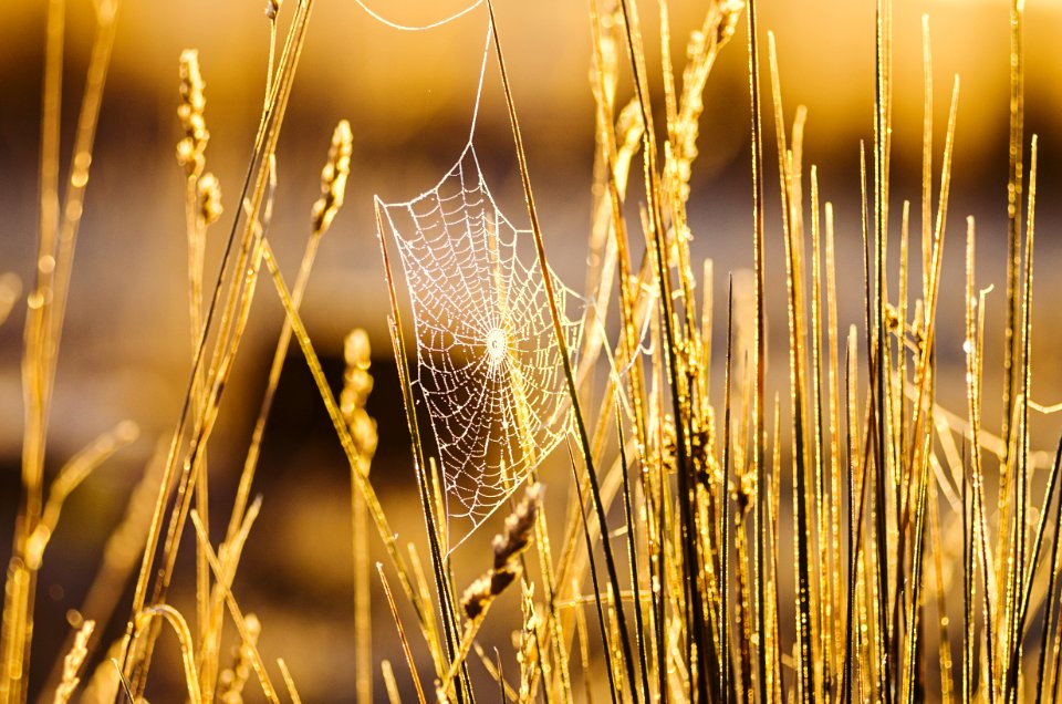 Agriculture Blur Close-up