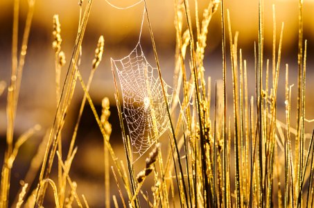 Agriculture Blur Close-up