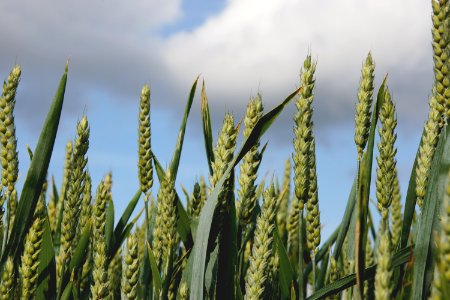 Agriculture Blur Close-up photo