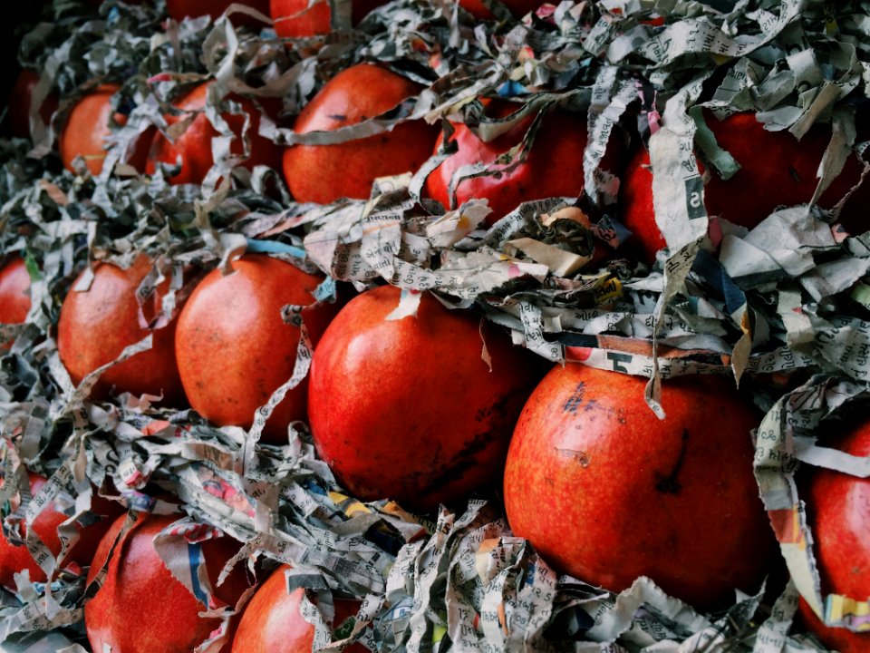 Agriculture Apples Care
