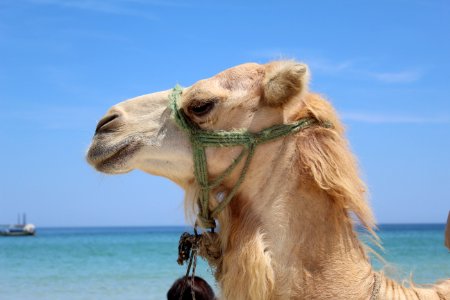 Animal Arabian Camel