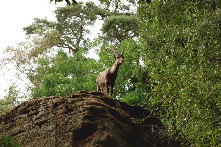 Animal Buck Bush