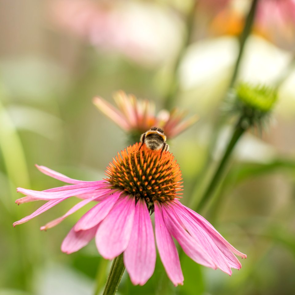 Bee Bloom Blossom photo
