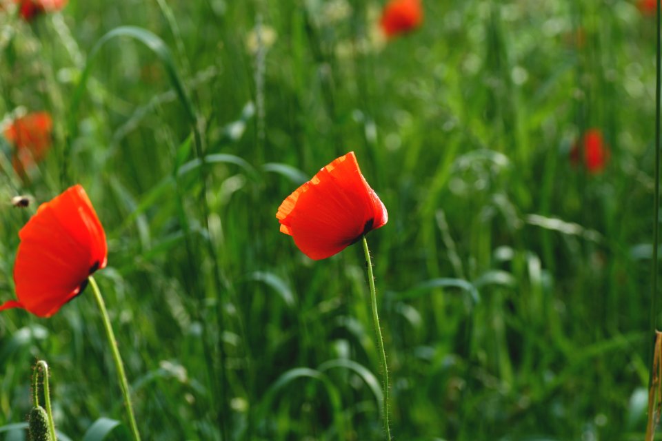 Beautiful Bloom Blooming