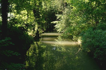 Forest Idyllic Leaves