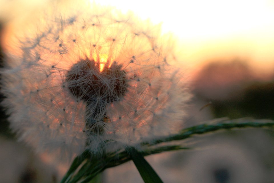Beautiful Blur Close-up